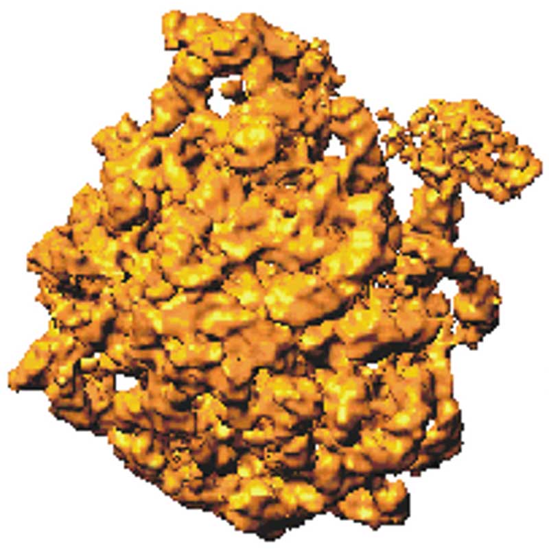 low resolution structure of the ribosome