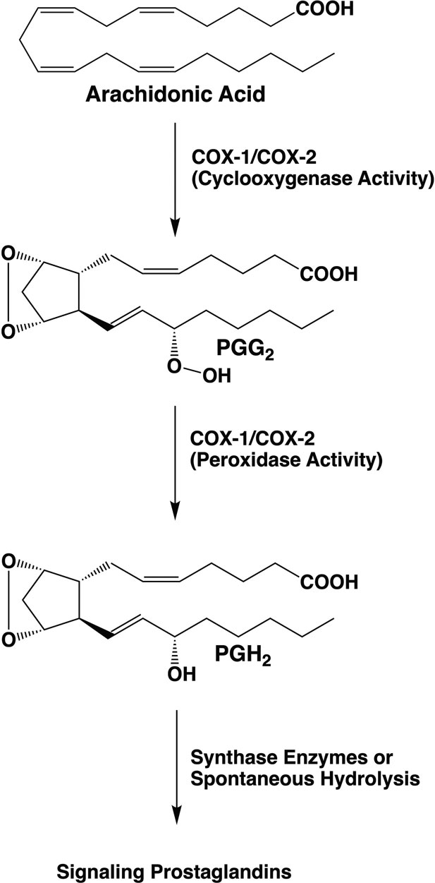 The reaction vatalyzed by COX1 and COX2