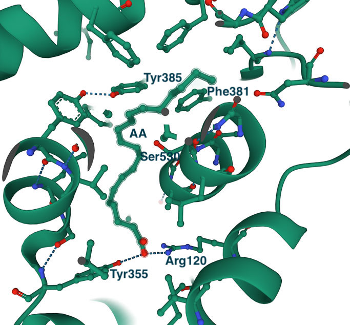 AA substrate binding to COX1