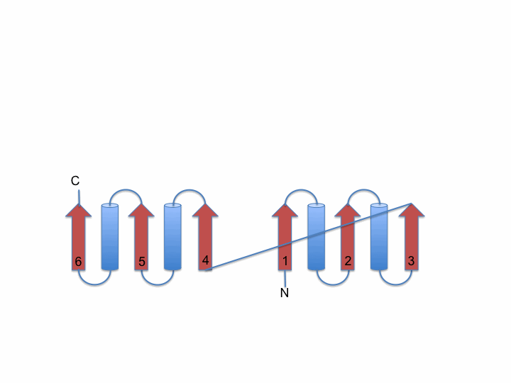 Schemtic representation of the Rossmann fold domain